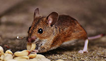 24 Hour & Emergency Exterminators in Dale, PA
